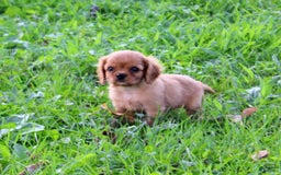 Cavalier King Charles Spaniel dogs for sale: Hudson - Image 1