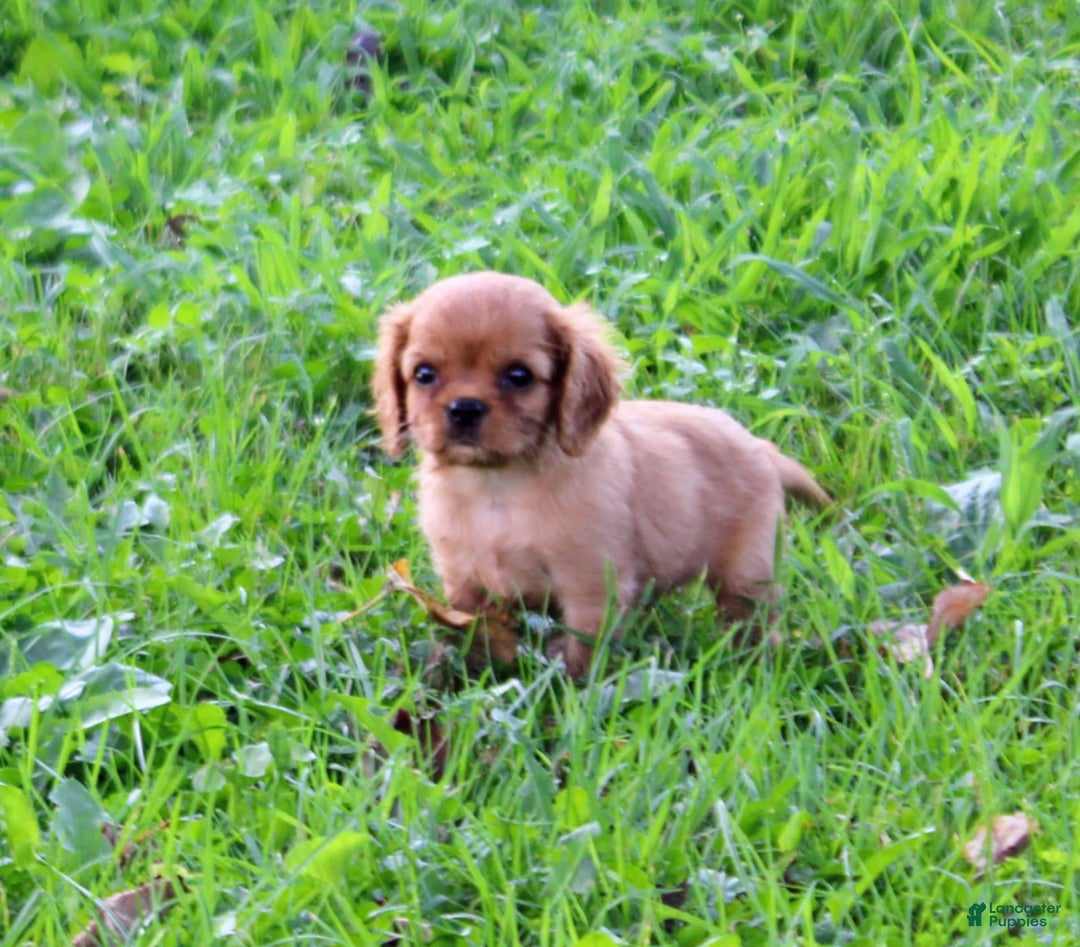 Cavalier King Charles Spaniel dogs for sale: Hudson - Image 1
