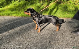 Rottweiler dogs for sale: Pretty Boy - Image 2