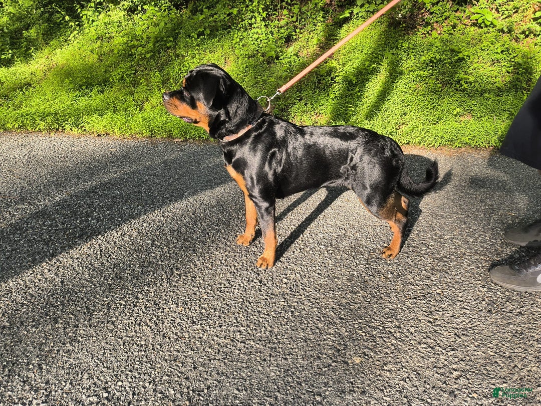 Rottweiler dogs for sale: Pretty Boy - Image 2