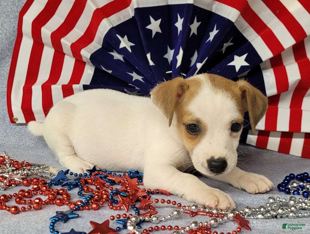Jack Russell Terrier dogs for sale: Jack Russell Joker Male - Image 1