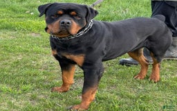 Rottweiler dogs for sale: Vans - Image 10