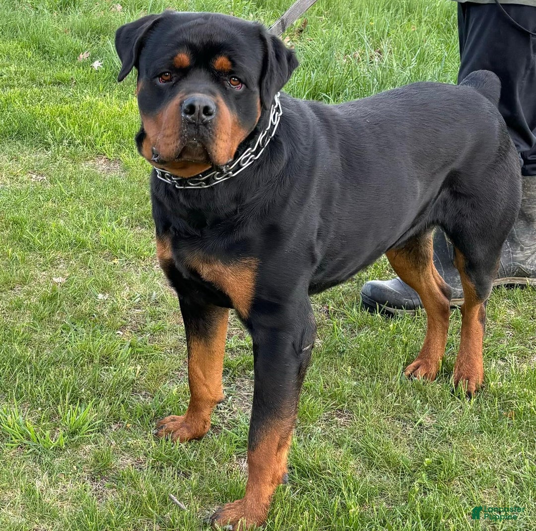 Rottweiler dogs for sale: Vans - Image 10