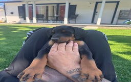 Doberman Pinscher dogs for sale: Lulu - Image 3