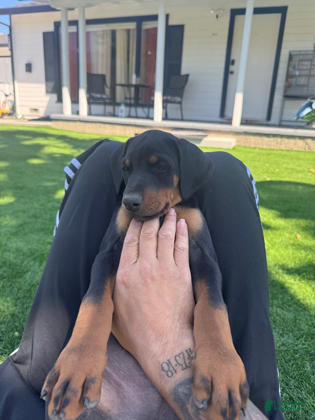 Doberman Pinscher dogs for sale: Lulu - Image 3