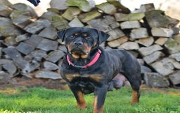 Rottweiler dogs for sale: Sparkle - Image 16