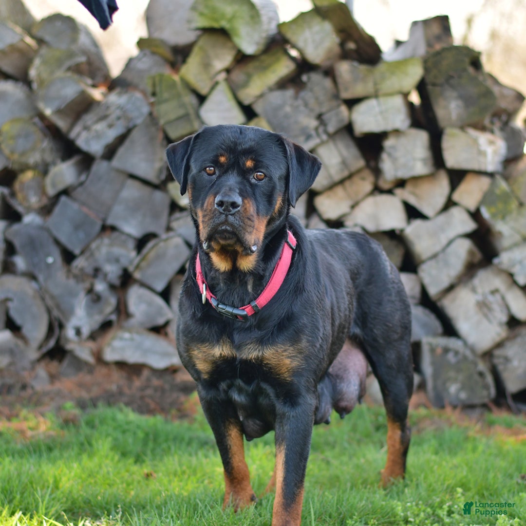 Rottweiler dogs for sale: Sparkle - Image 16