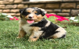 Australian Shepherd dogs for sale: Australian Shepherd 10 puppies - Image 18