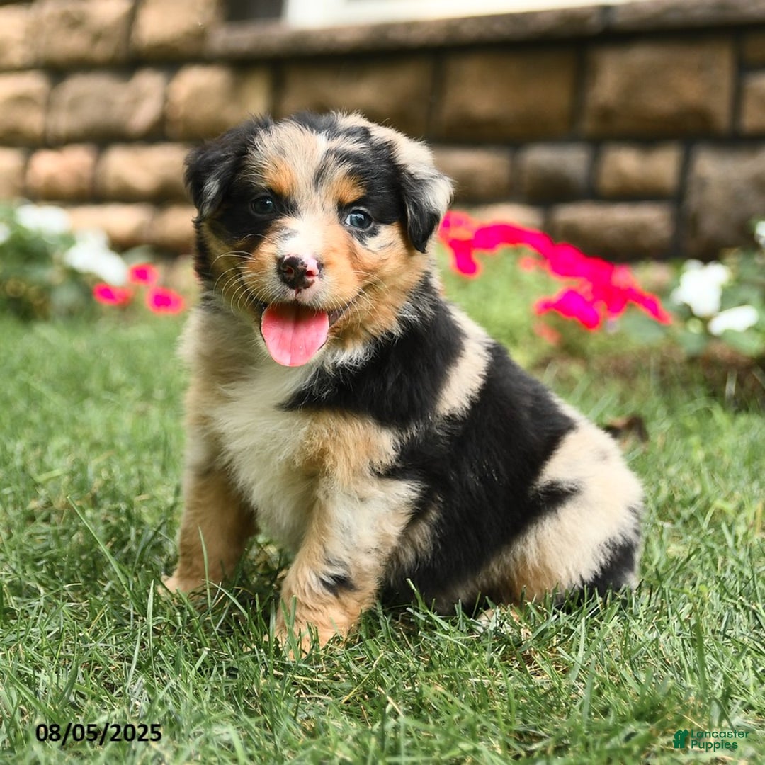 Australian Shepherd dogs for sale: Australian Shepherd 10 puppies - Image 18