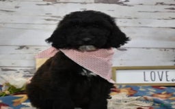Standard Poodle dogs for sale: Gypsy - Image 8