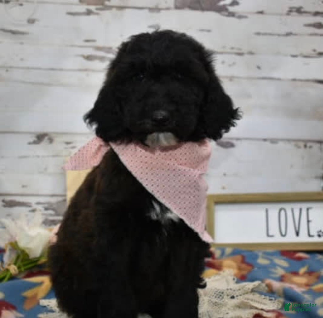 Standard Poodle dogs for sale: Gypsy - Image 8