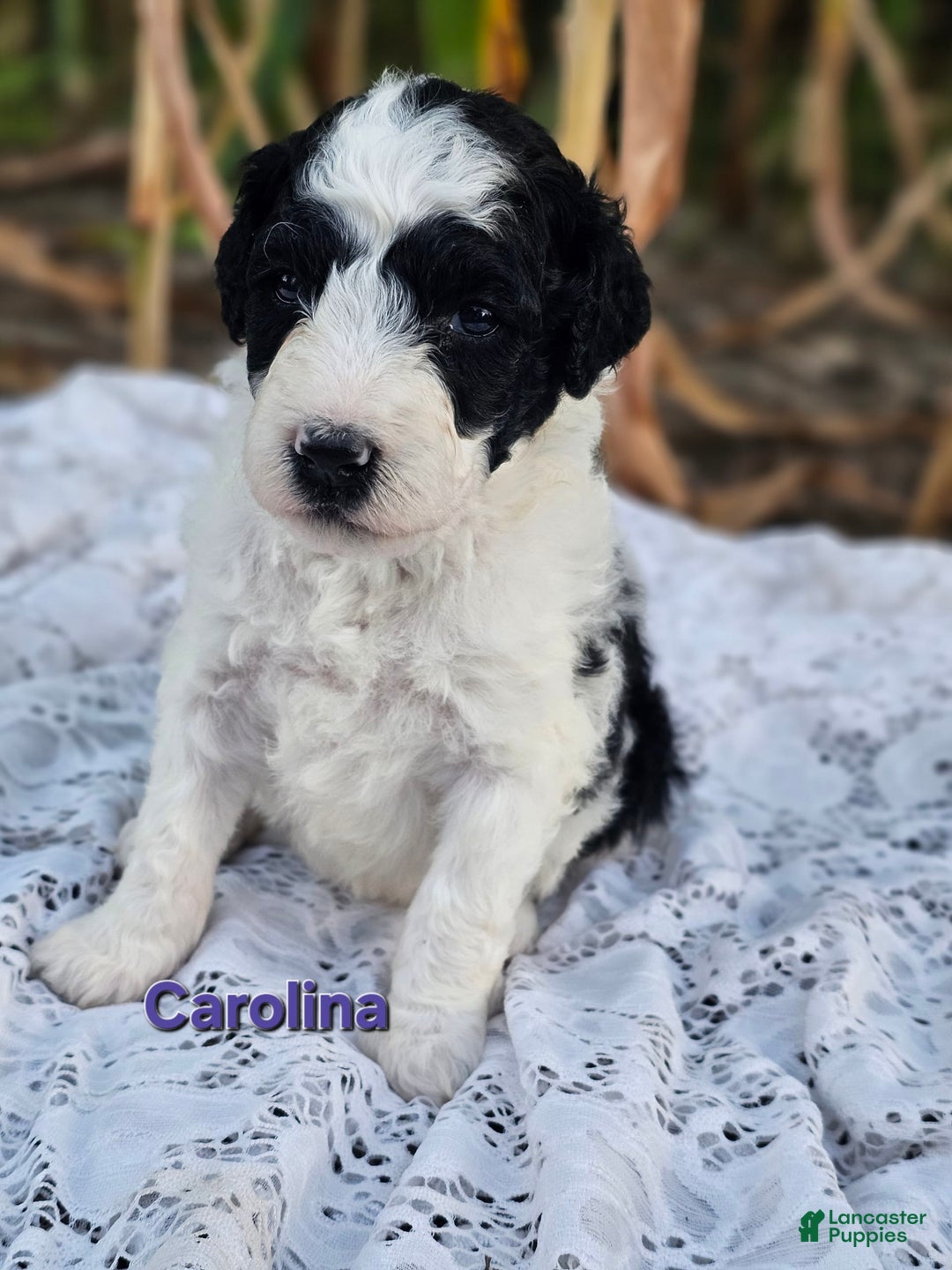 Portuguese Water Dog dogs for sale: Carolina - Image 2