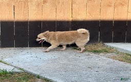 Pomeranian dogs for sale: Giovanna - Image 1