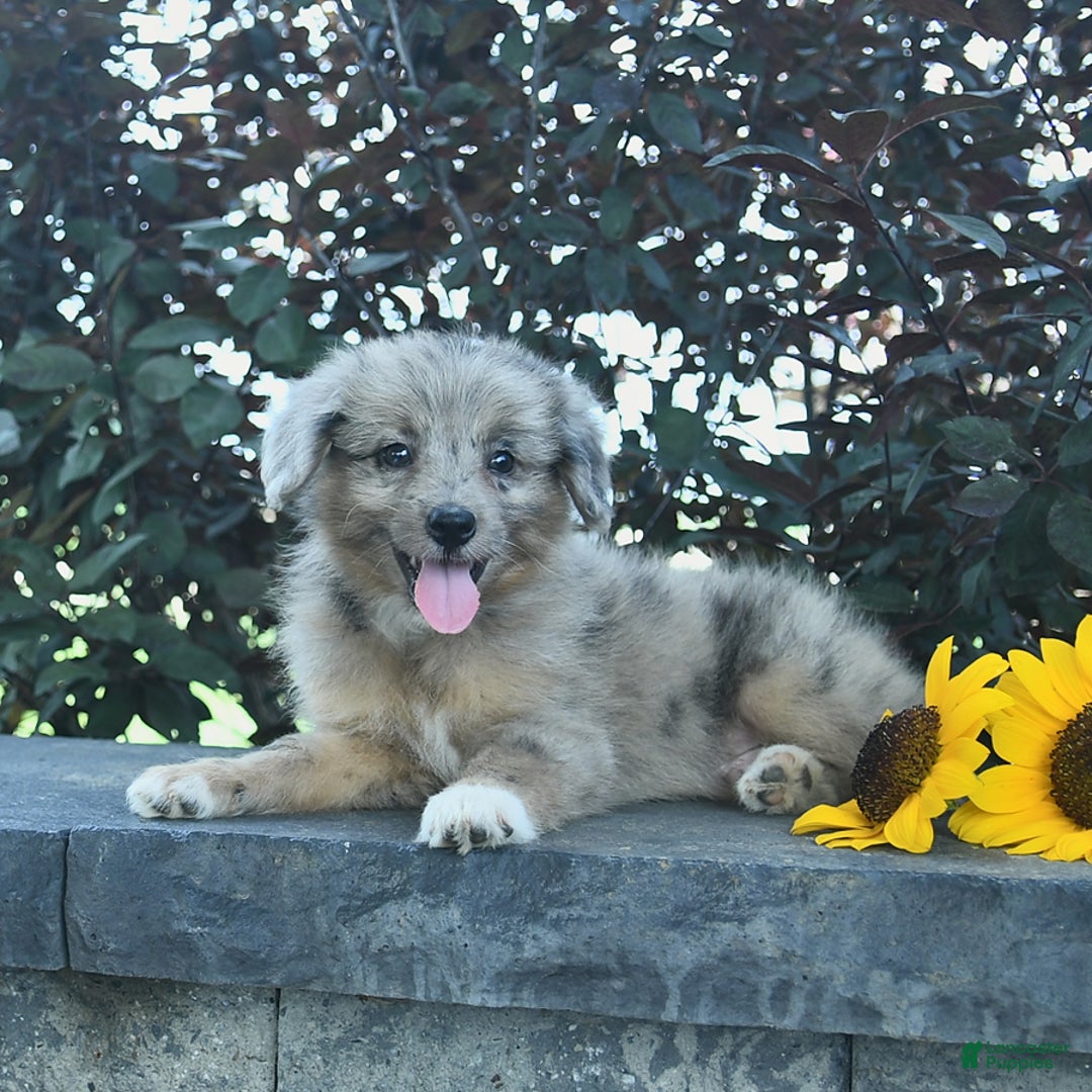 Aussiedoodle dogs for sale: West - Image 2