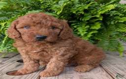 Mini Goldendoodle dogs for sale: Mini -kobe - Image 25