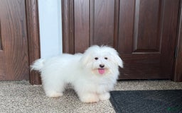Coton De Tulear dogs for sale: Jj - Image 2