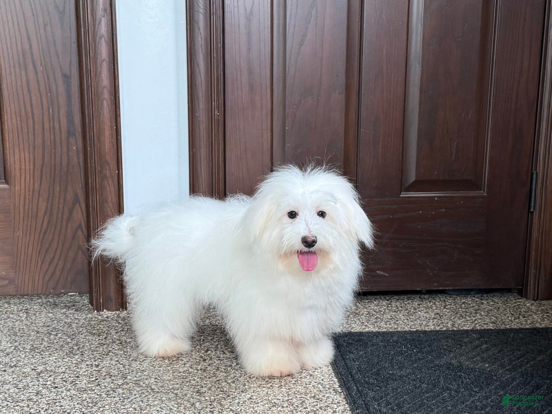 Coton De Tulear dogs for sale: Jj - Image 2