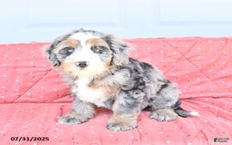 Miniature Bernese Mountain Dog dogs for sale: Vince - Image 8