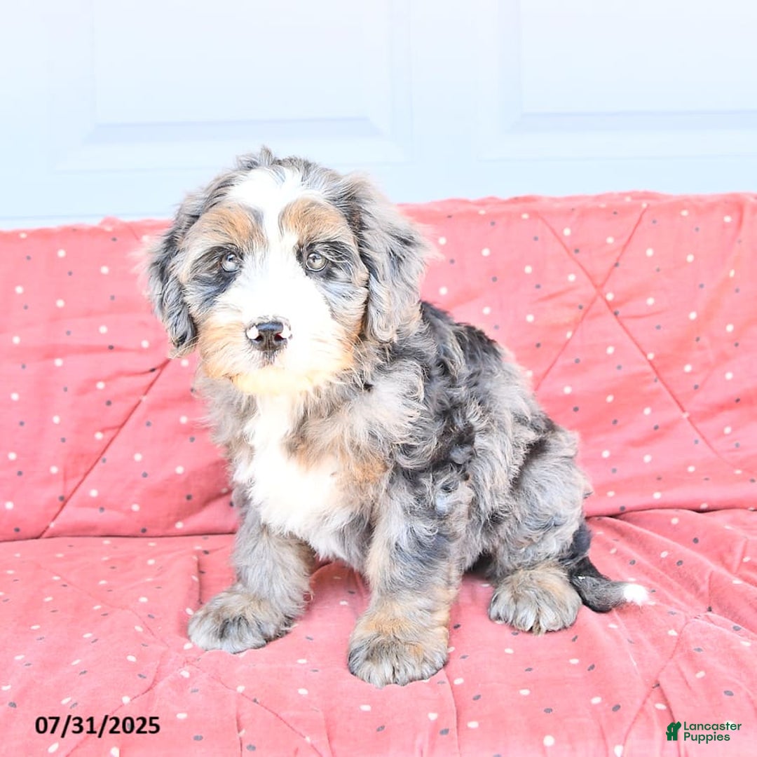 Miniature Bernese Mountain Dog dogs for sale: Vince - Image 8