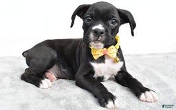 Boxer dogs for sale: Russell - Image 6