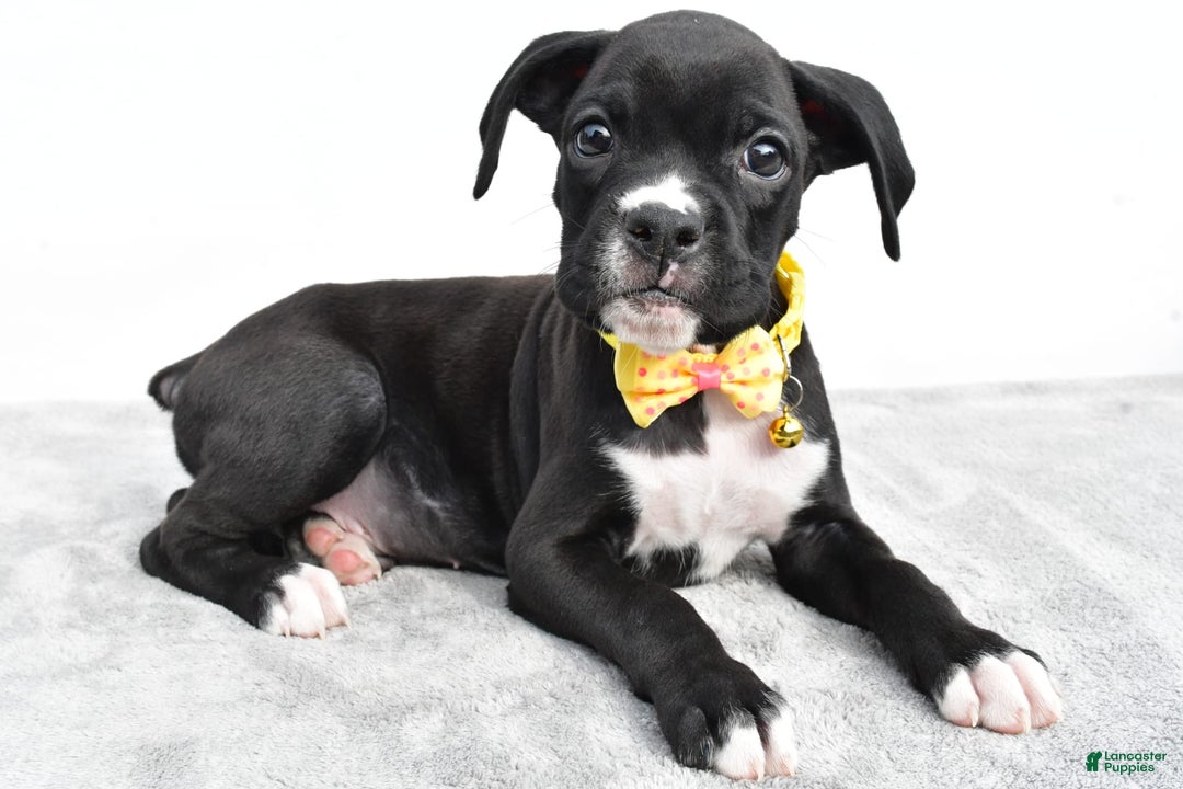 Boxer dogs for sale: Russell - Image 6