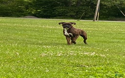 Boxer dogs for sale: Zj - Image 3