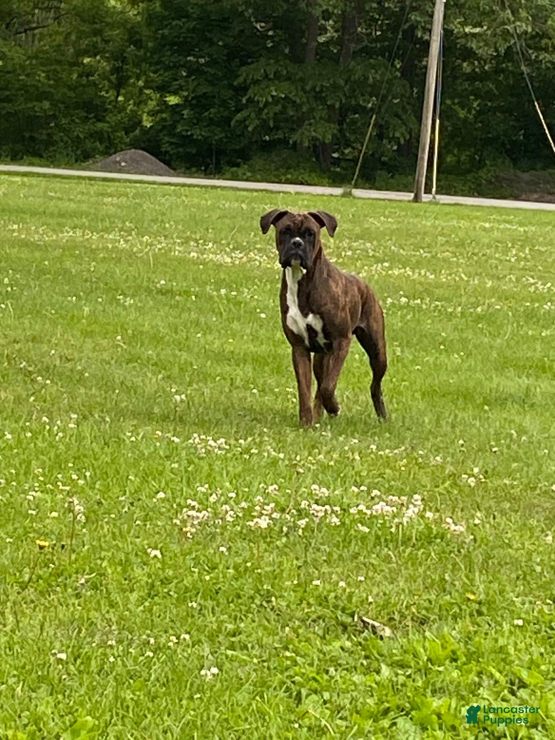 Boxer dogs for sale: Zj - Image 3