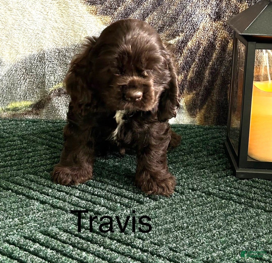 Cocker Spaniel dogs for sale: Travis - Image 4
