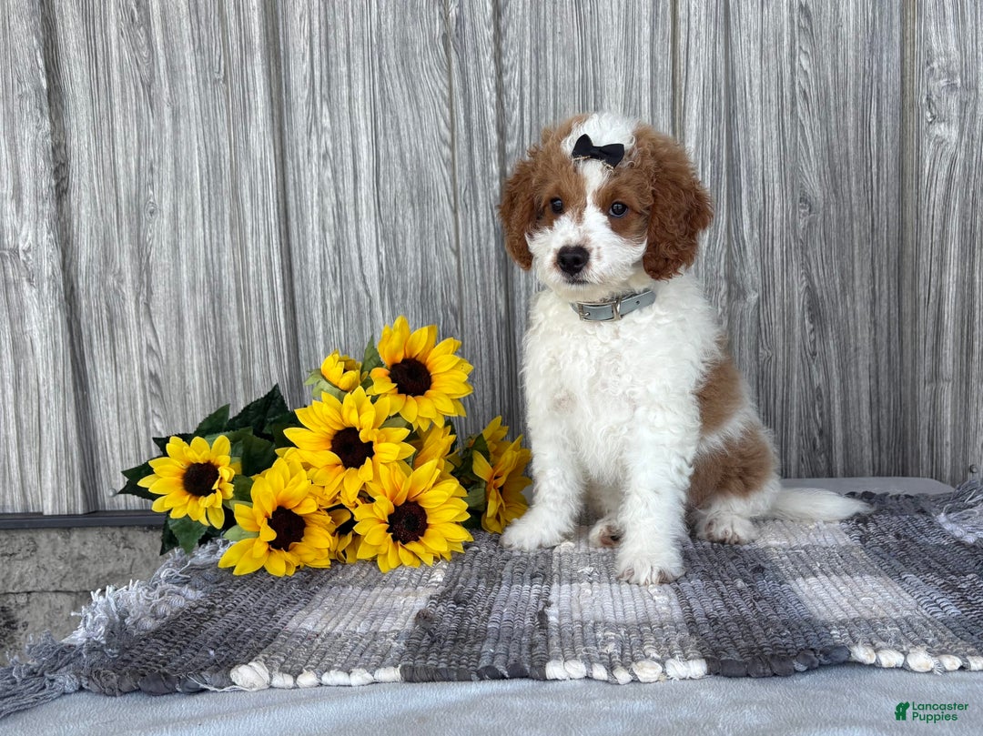 Mini Goldendoodle dogs for sale: Debbie - Image 1