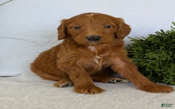 Goldendoodle dogs for sale: Kailey - Image 12