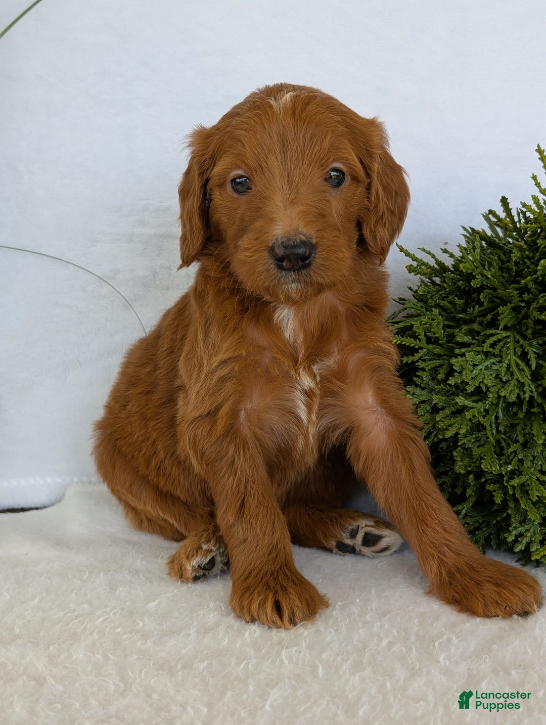 Goldendoodle dogs for sale: Kailey - Image 12