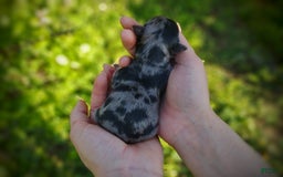 Morkie dogs for sale: Rare Merle Butterfly - Image 5