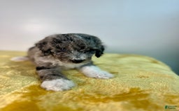 Mini Bernedoodle dogs for sale: Moon - Image 3