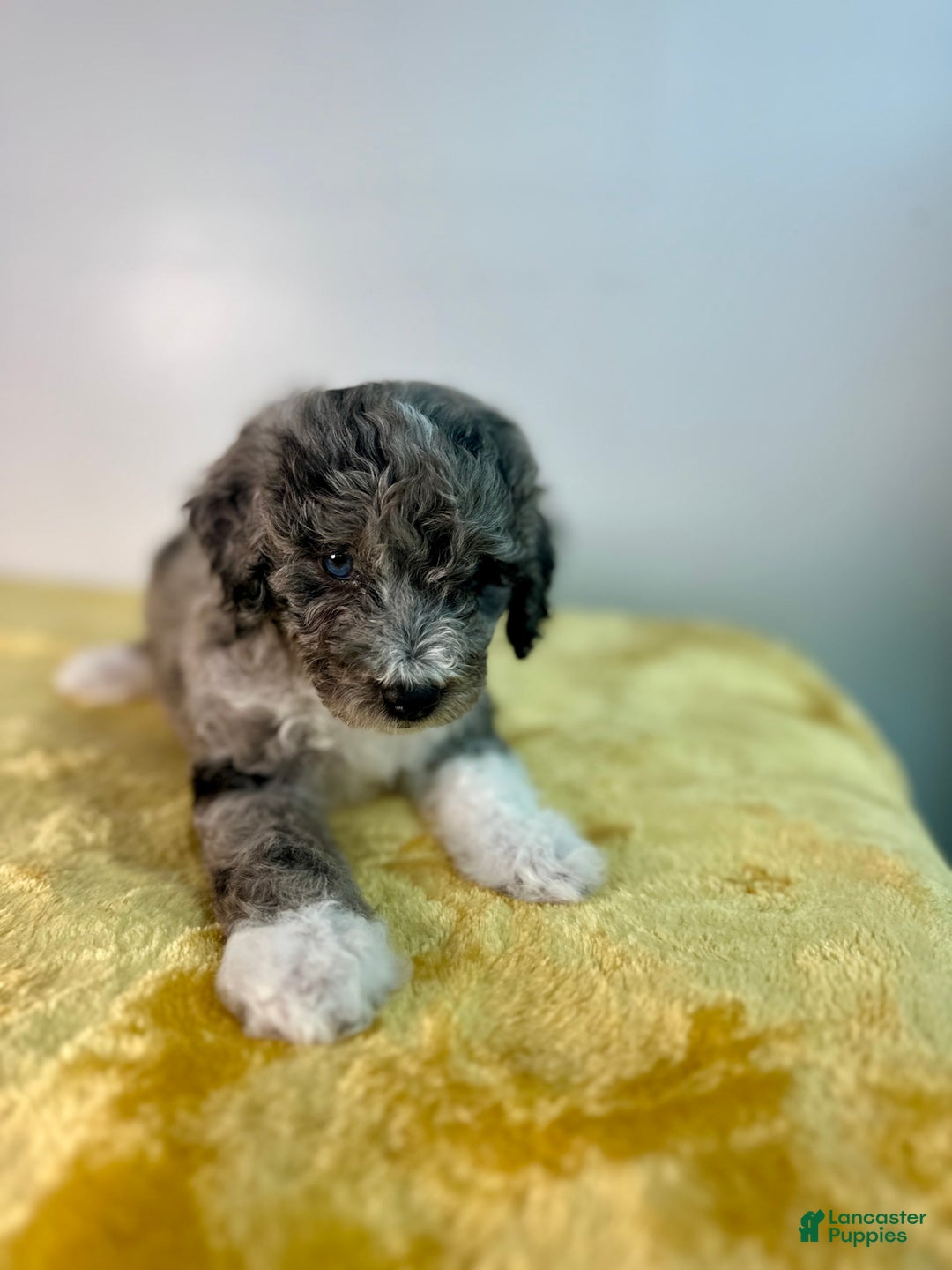 Mini Bernedoodle dogs for sale: Moon - Image 3