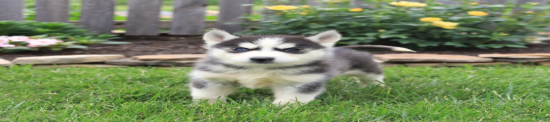 Skye