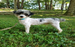 Cavapoo dogs for sale: Darlie - Image 8