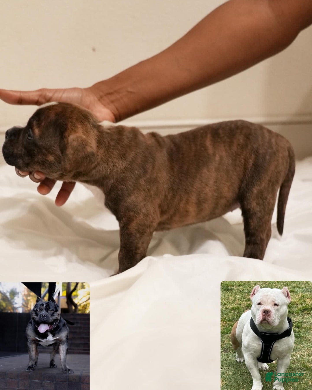 American Bully dogs for sale: Ebony - Image 2