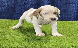 Catahoula Leopard Dog dogs for sale: Duchess 2025 Male 4 - Image 3