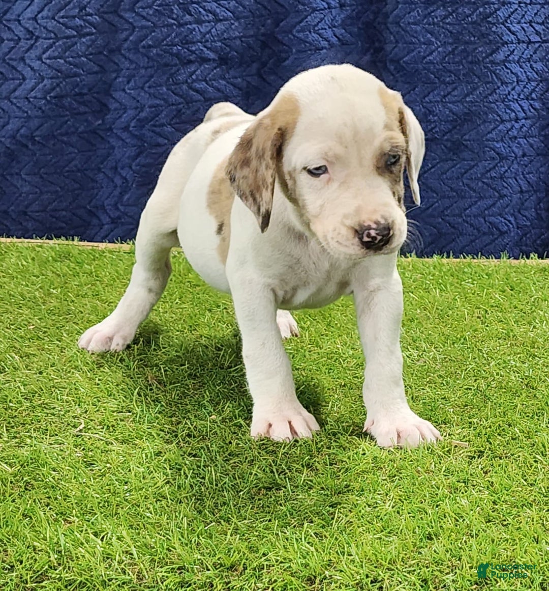 Catahoula Leopard Dog dogs for sale: Duchess 2025 Male 4 - Image 3