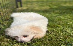 Bichon Frise dogs for sale: Buddy - Image 9