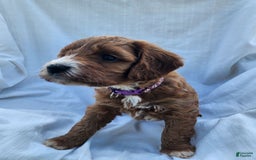 Irish Doodle dogs for sale: Celeste-mini Irish Doodle - Image 9