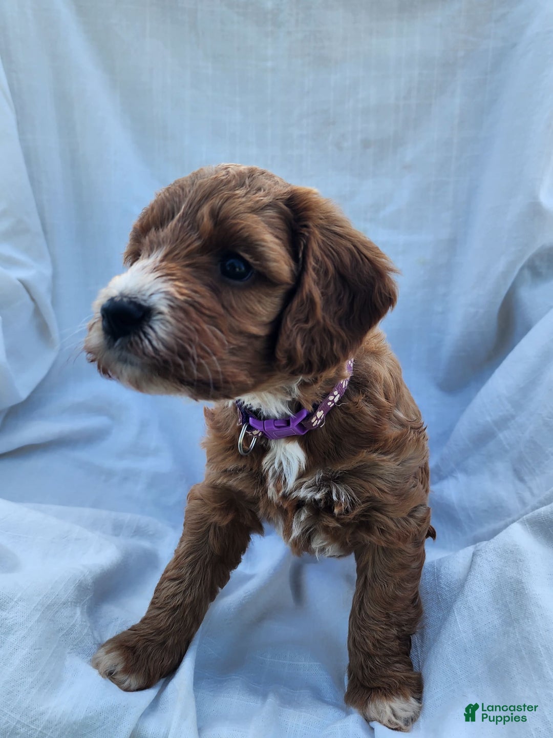 Irish Doodle dogs for sale: Celeste-mini Irish Doodle - Image 9