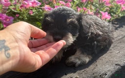 Schnoodle dogs for sale: Isaac - Image 6