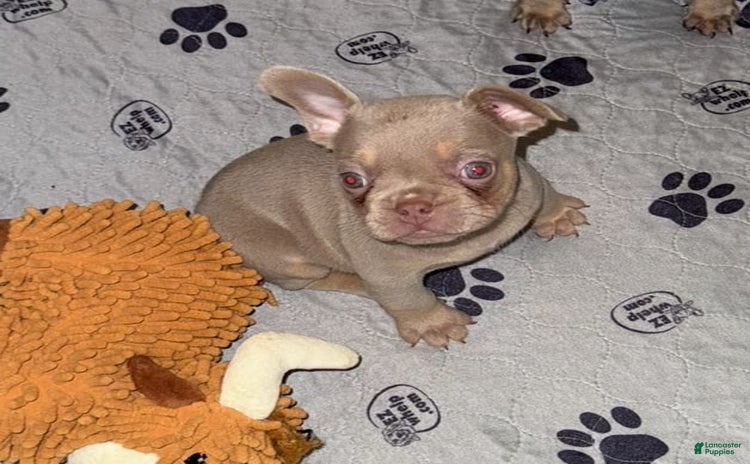 French Bulldog dogs for sale - Ad 1