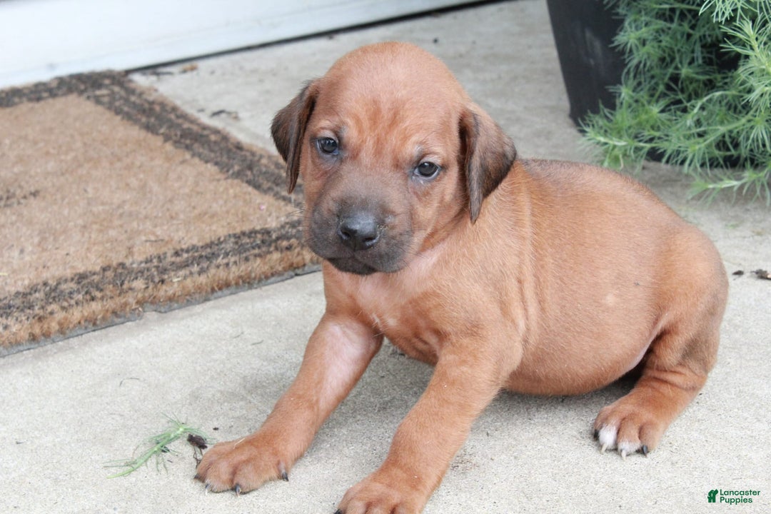 Rhodesian Ridgeback dogs for sale: Gavin - Image 4