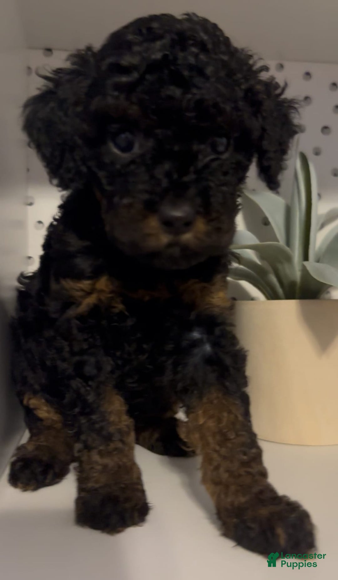 Cockapoo dogs for sale: Nova - Image 2