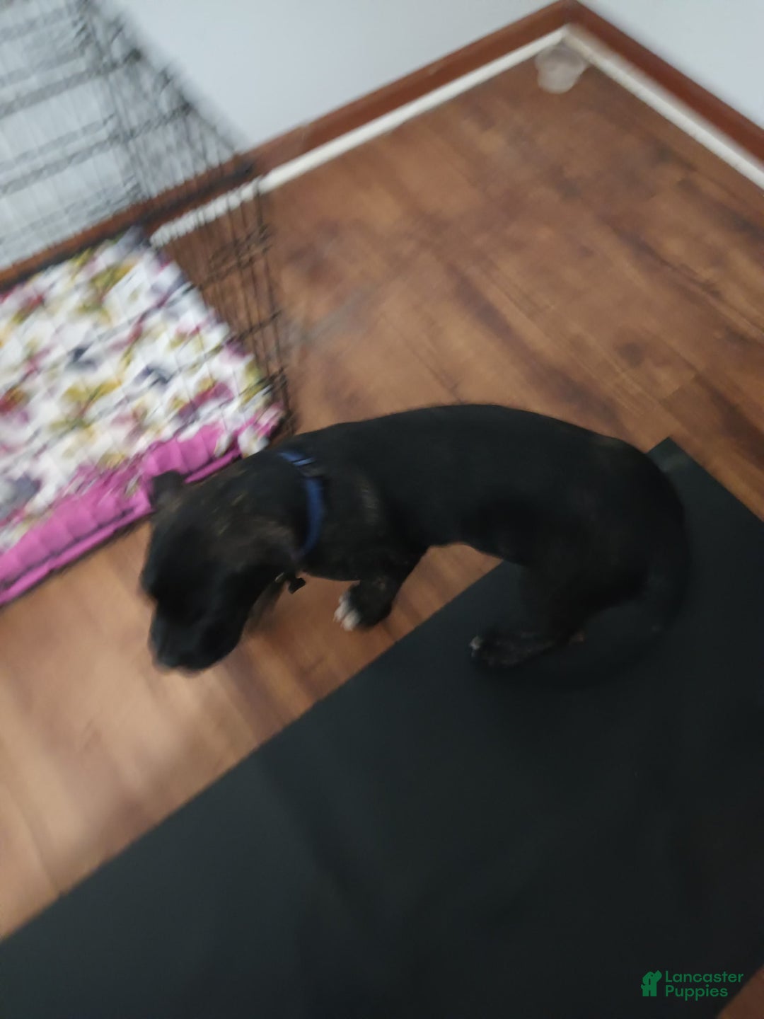 Cane Corso dogs for sale: Broco - Image 1
