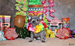 Chihuahua dogs for sale: Chihuahua 2 puppies - Image 2