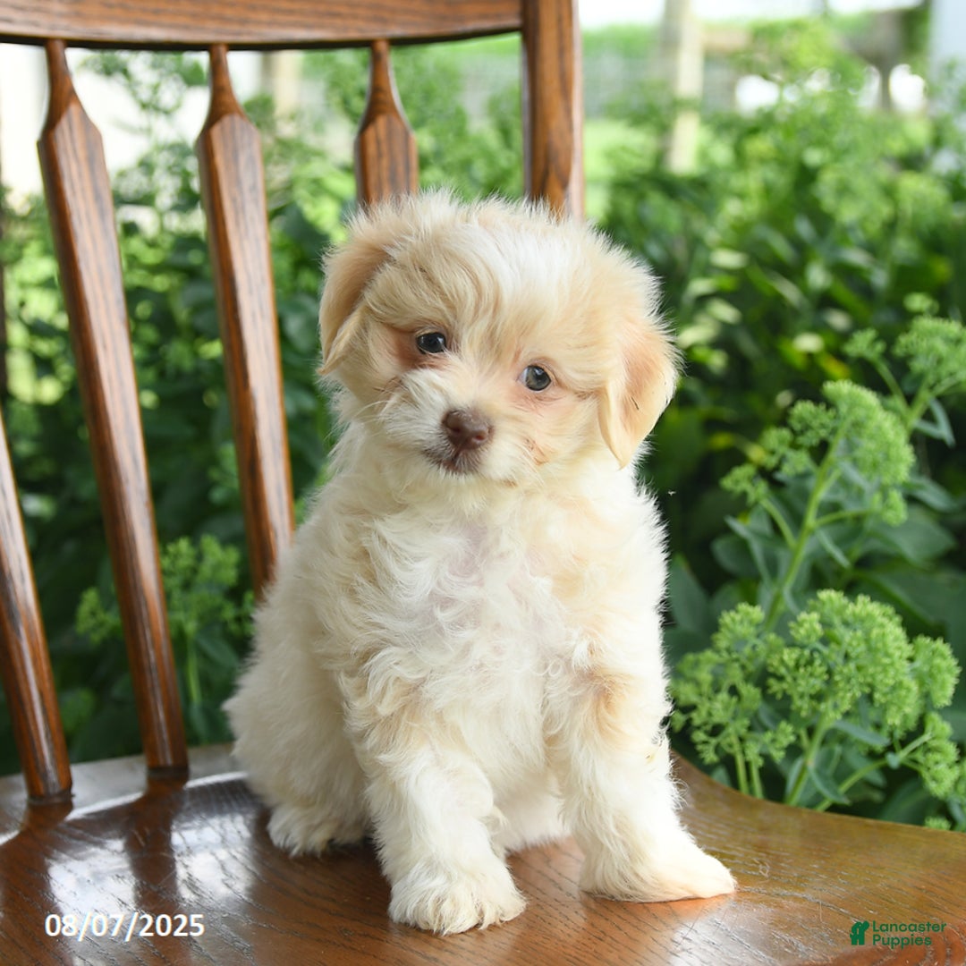 Havanese dogs for sale: Baylie - Image 2
