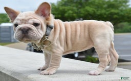 French Bulldog dogs for sale: Rayna Big Rope Velvet Fluffy - Image 27
